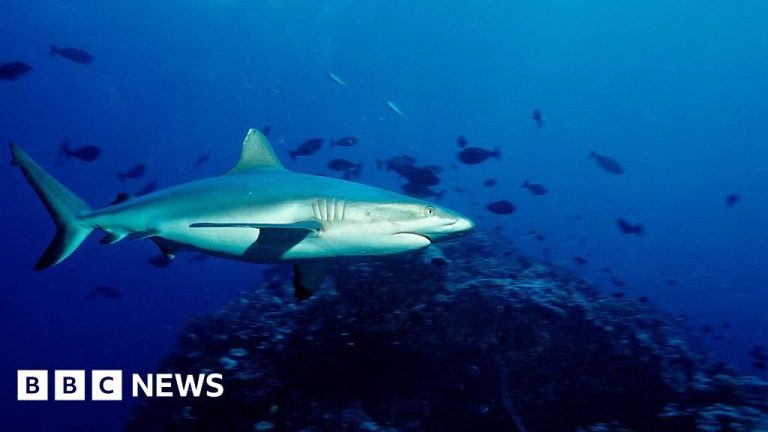 Pastor meninggal dalam serangan hiu di Great Barrier Reef Australia