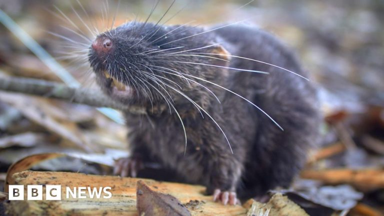 Tikus perenang di antara 27 spesies baru yang ditemukan di Peru