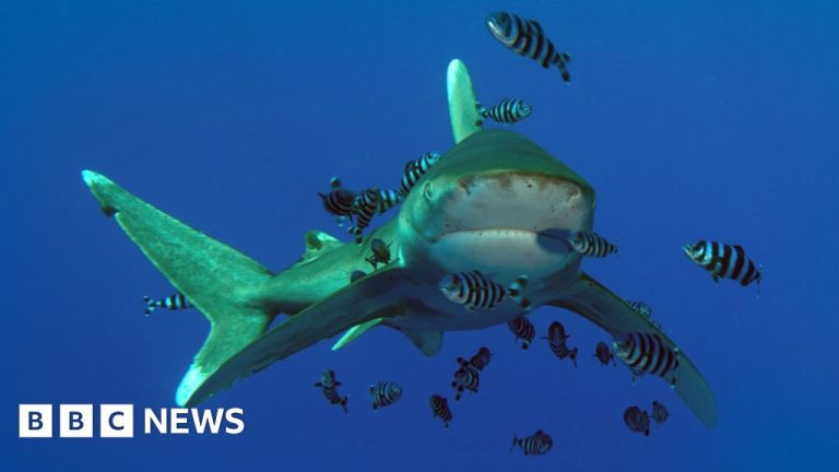 Turis tewas dalam serangan hiu Laut Merah di dekat kawasan Marsa Alam