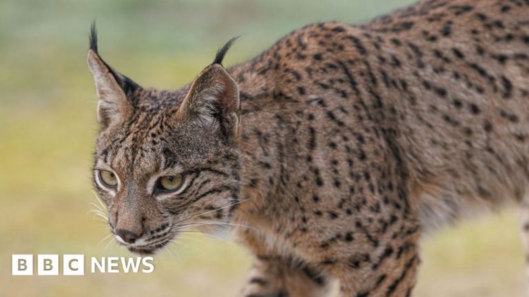 Kembalinya lynx Iberia secara perlahan