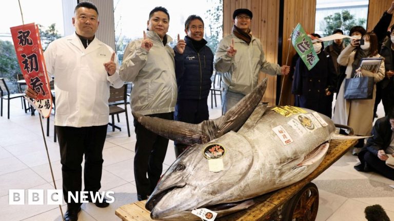 Tuna seukuran sepeda motor dijual ke pemilik restoran sushi di Tokyo seharga ,3 juta