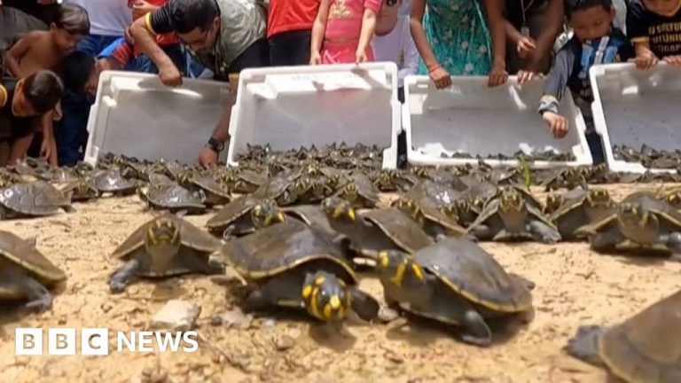 Turtles bayi berbintik kuning dilepaskan di Sungai Brasil