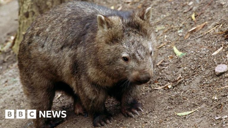 US Influencer menarik reaksi untuk mengambil bayi wombat dari ibu